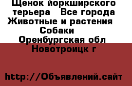 Щенок йоркширского терьера - Все города Животные и растения » Собаки   . Оренбургская обл.,Новотроицк г.